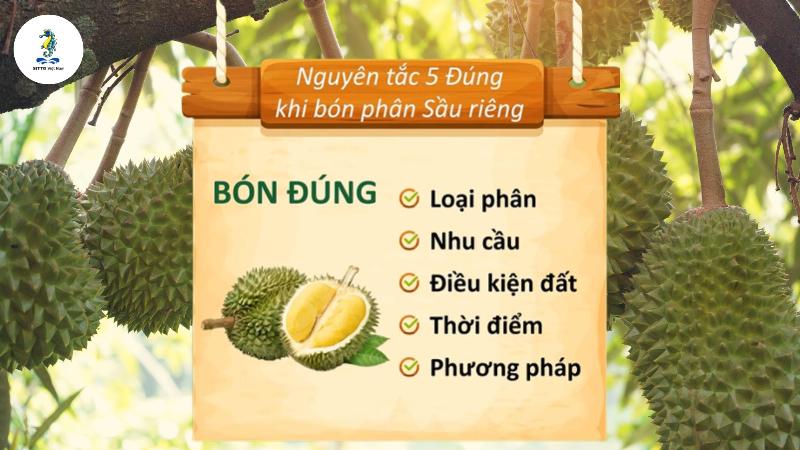 Bón phân đúng lúc và đúng loại là phần thiết yếu của quy trình chăm sóc cây sầu riêng con.